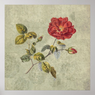 Poster Rosa francês Elegant Vintage