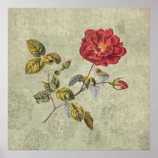 Poster Rosa francês Elegant Vintage (Frente)