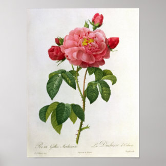 Poster Rosa Gallica Aurelianensis