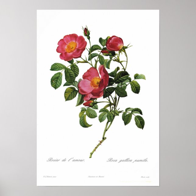 Poster Rosa gallica bomla por Pierre-Joseph Redoute (Frente)