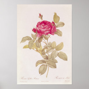 Poster Rosa Gallica, de Les Pontiana, Rosa