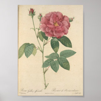 Poster Rosa Gallica Officinalis, Rosier des Apothicaires