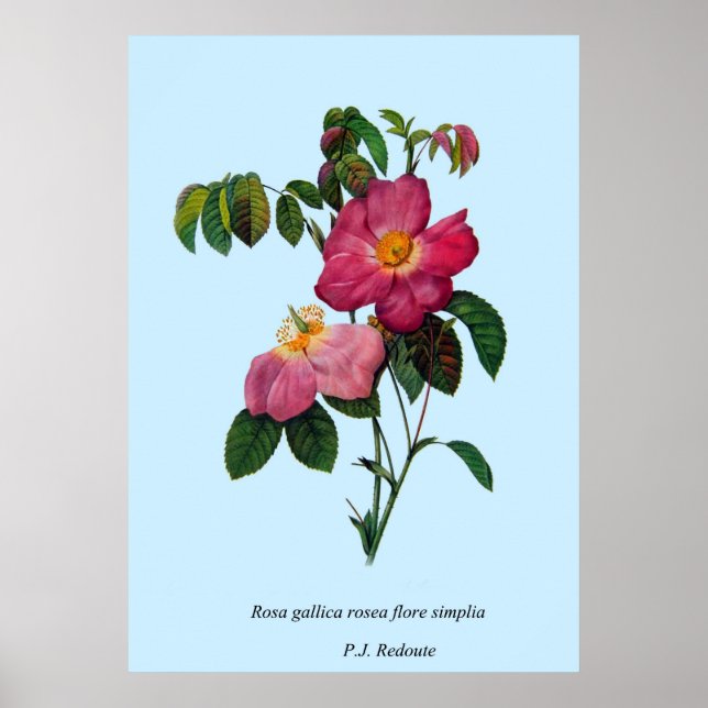 Poster Rosa gallica, Pierre Joseph Redouté (Frente)