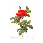 Rosa gallica pontiana