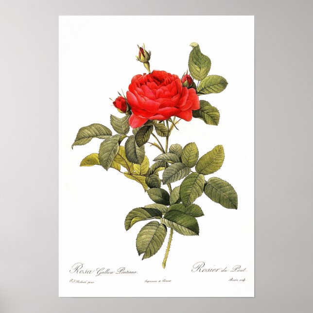 Poster Rosa gallica pontiana (Frente)