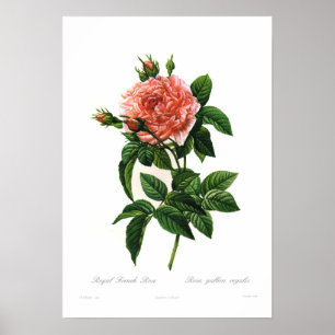 Pôster Rosa gallica regalis