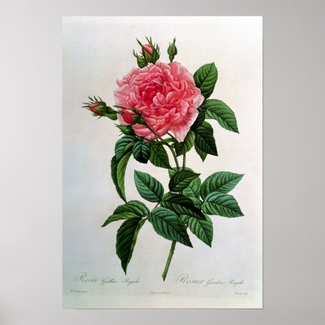 Poster Rosa Gallica Regallis (Frente)