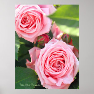 Poster Rosa Gene Boerner [Valor do papel do cartaz]