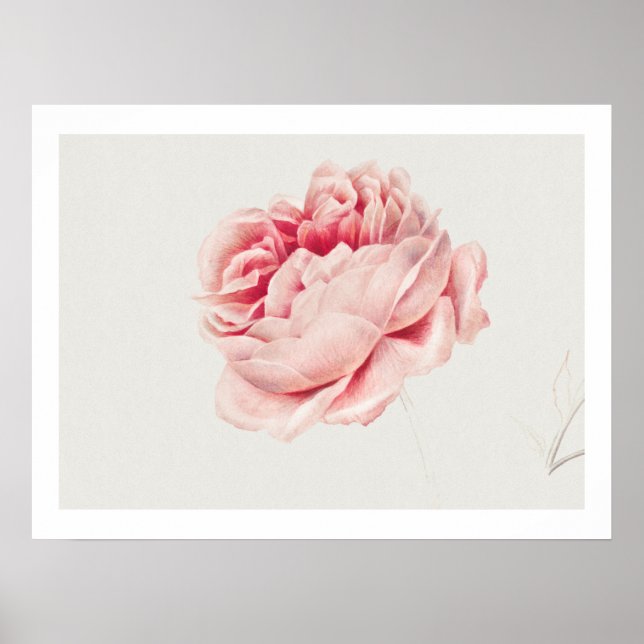 POSTER : ROSA : GEORGIUS J. JOHANNES VAN OS (Frente)