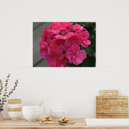 Poster Rosa Geranium Flower