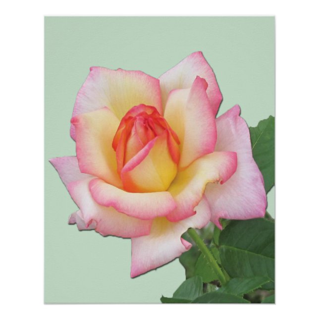 Pôster Rosa Híbrida de Chá Tons de Rosa Rosa da Paz    (Frente)