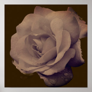 Poster Rosa In Bloom Com Vintage De Gotas De Chuva