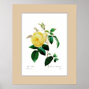 Poster Rosa indica, beira feita sob encomenda