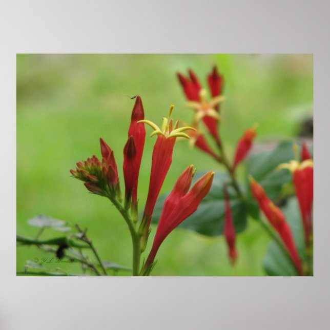 Poster rosa índio (Frente)