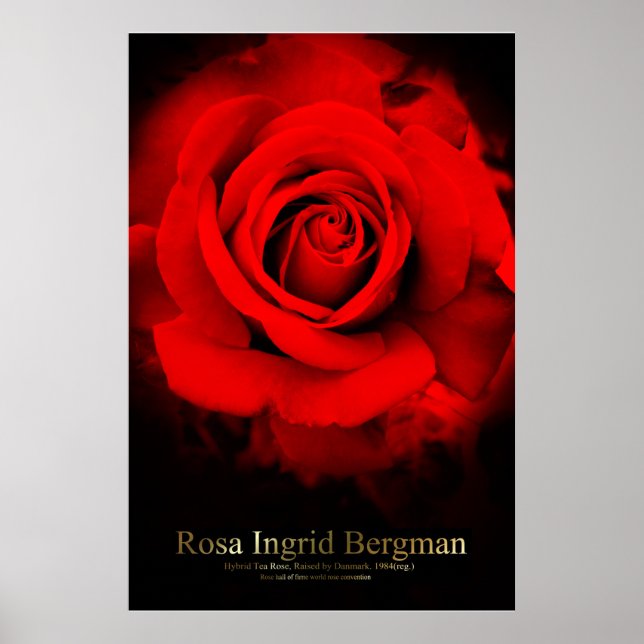 Poster Rosa Ingrid Bergman：Cartaz (Frente)