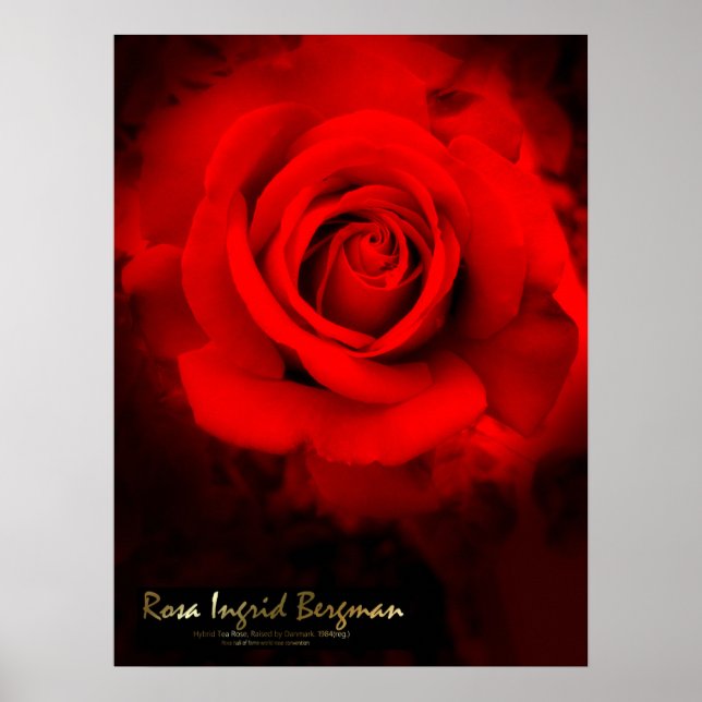 Poster Rosa Ingrid Bergman：Pôster (Frente)