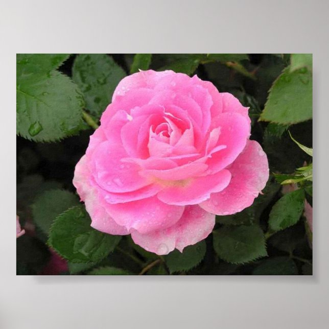 Pôster Rosa Kissed (Frente)