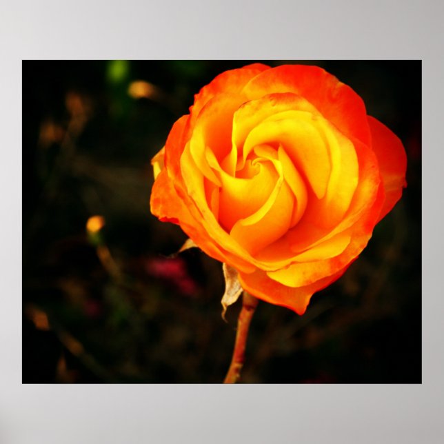 Poster Rosa laranja (Frente)