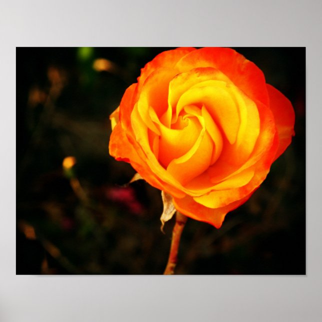 Poster Rosa laranja (Frente)
