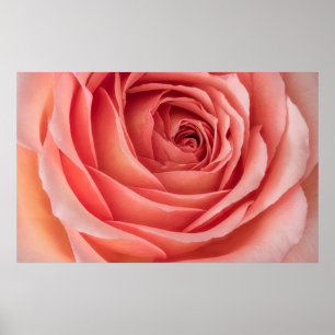 Poster rosa laranja laranja laranja rosa florescente cora