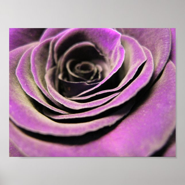 Poster Rosa Lilac Rosa (Frente)