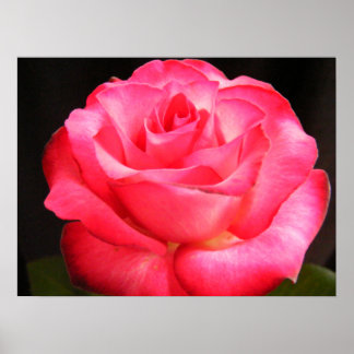 Pôster Rosa Mais Profundo