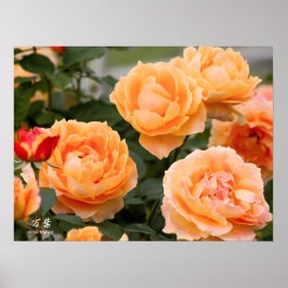 Poster Rosa ‘Manyo’：Poster