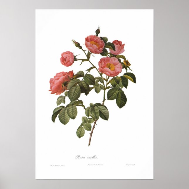 Poster Rosa mollis por Pierre-Joseph Redoute (Frente)