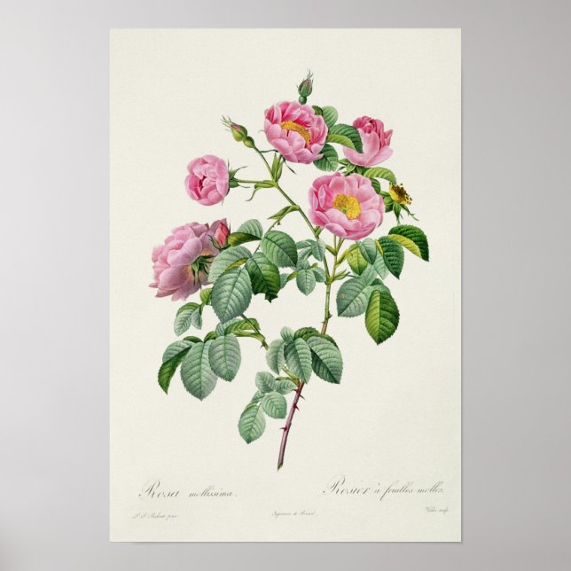 Poster Rosa Mollissima, de Les Rosas. (Frente)