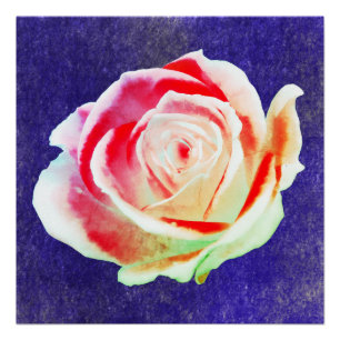 Pôster Rosa multicolor em um fundo azul