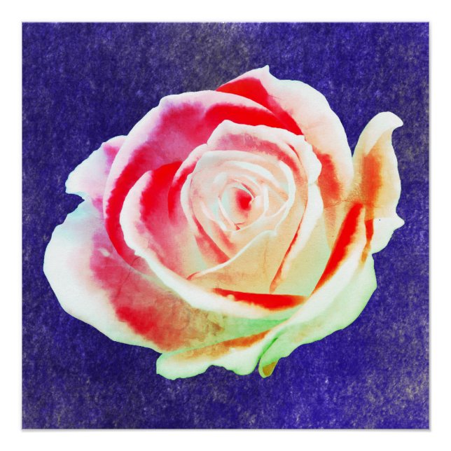 Pôster Rosa multicolor em um fundo azul (Frente)
