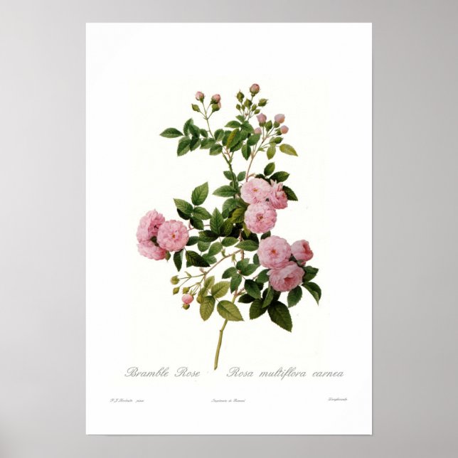 Pôster Rosa multiflora carnea (Rosa Bramble) (Frente)