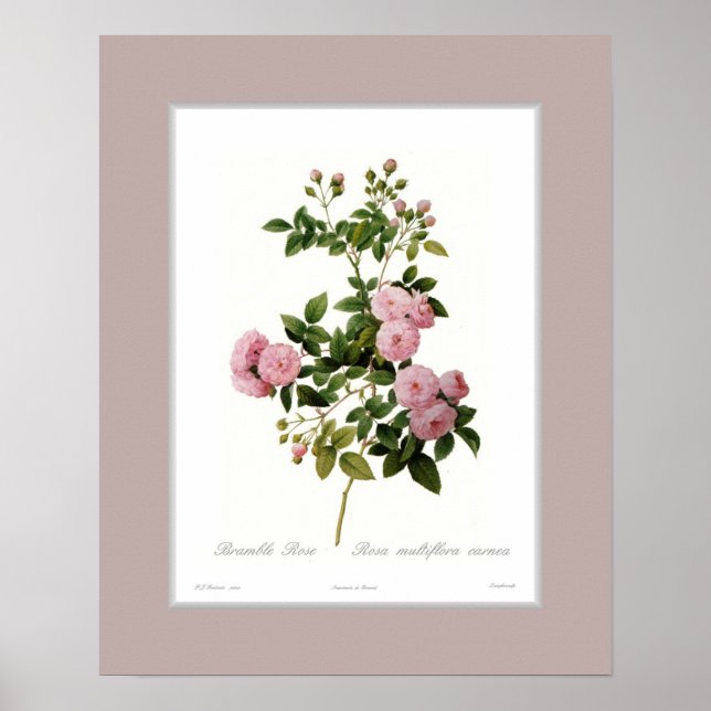 Poster Rosa multiflora, fronteira personalizada (Frente)