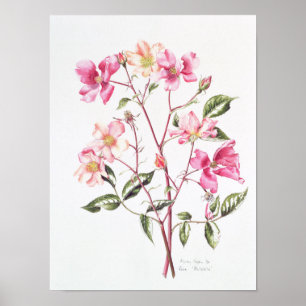 Pôster Rosa "Mutabilis" 1996