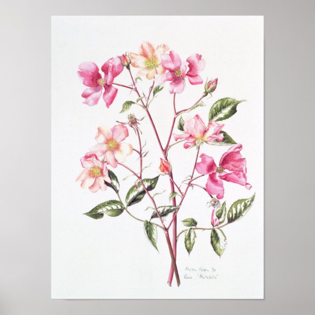 Pôster Rosa Mutabilis 1996 (Frente)