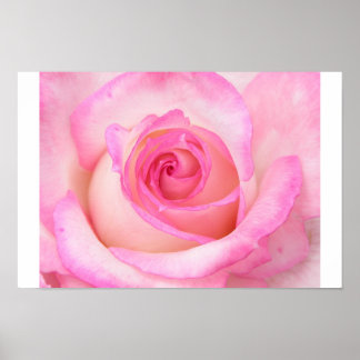 Pôster Rosa no modo de exibição macro