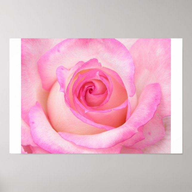 Pôster Rosa no modo de exibição macro (Frente)