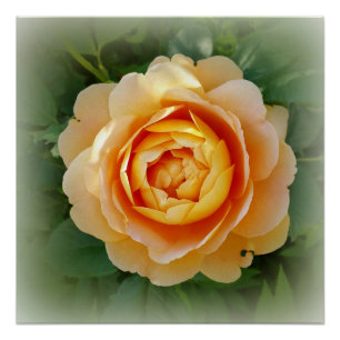 Pôster rosa ouro