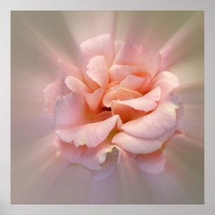 Pôster rosa ouro