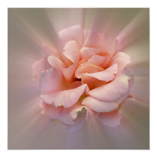 Pôster rosa ouro (Frente)