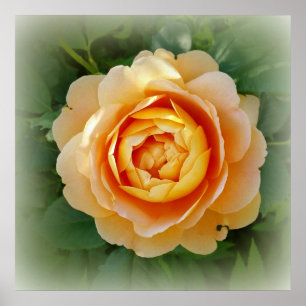 Poster rosa ouro