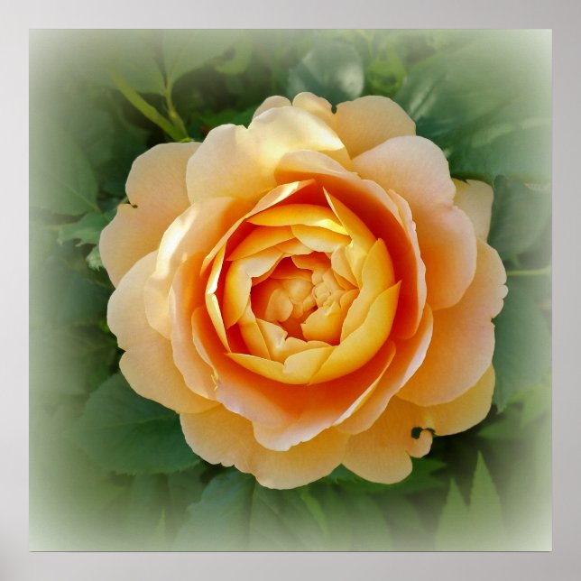 Poster rosa ouro (Frente)