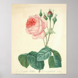 Pôster Rosa pálido aumentou por Redoute