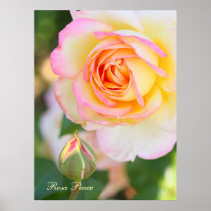 Poster Rosa Peace [Valor Cartaz Papel]