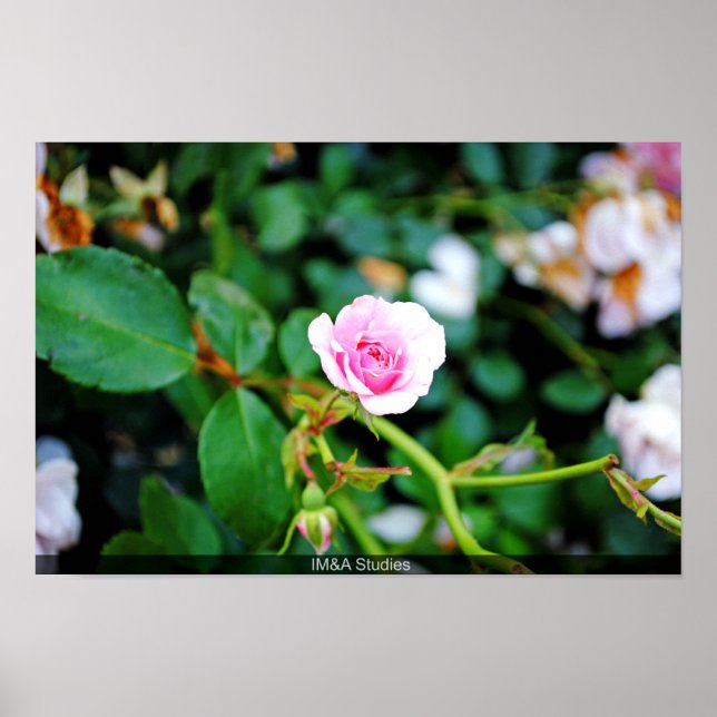 Poster Rosa pequeno (Frente)