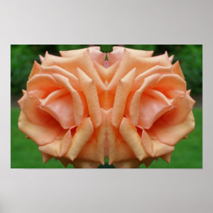 Poster Rosa Pêssego em Flor Espelho Arte Floral da Nature