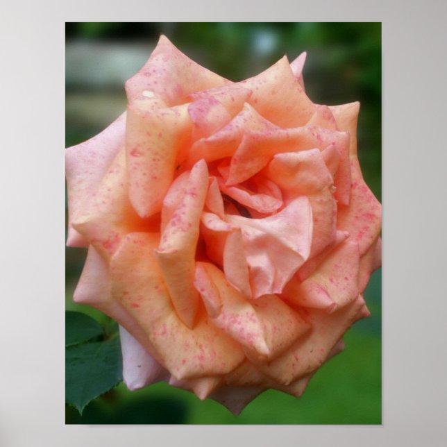 Pôster Rosa Pêssego Moteada Em Flor (Frente)