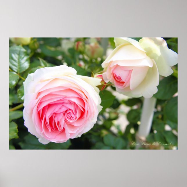 Poster Rosa Pierre de Ronsard [Poster] (Frente)
