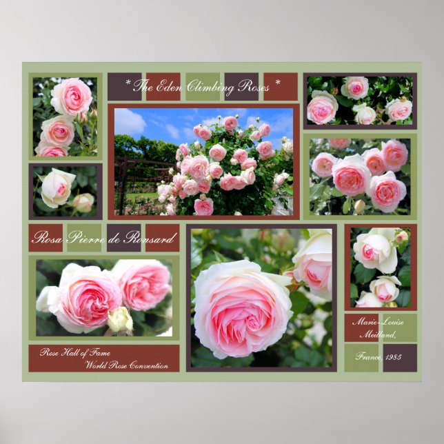 Poster Rosa Pierre de Ronsard [Poster de Arte] (Frente)