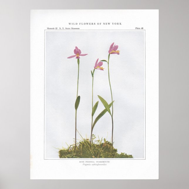 Poster Rosa Pogonia; Snakemouth - Pogonia ophioglossoides (Frente)